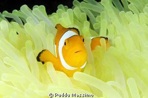nikon d2x 60 mm macro,wakatobi south sulawesi by Puddu Massimo 